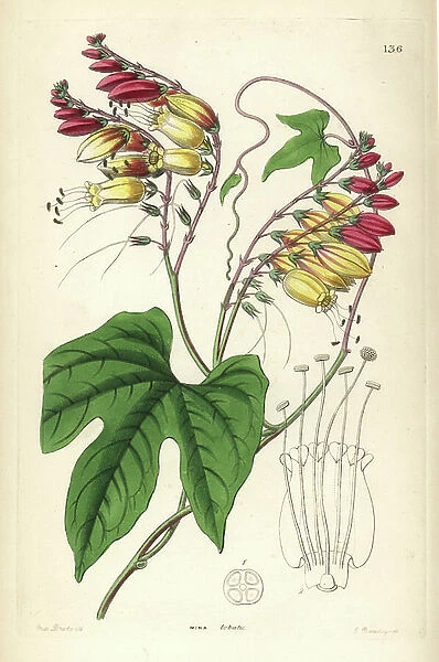 Indian feather or mina lobee - Spanish flag or fire vine, Ipomoea lobata (Lobe-leaved mina, Mina lobata). Handcoloured copperplate engraving by G. Barclay after Miss Sarah Drake from John Lindley and Robert Sweet's Ornamental Flower Garden