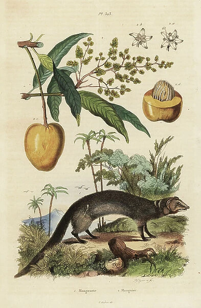 Indian grey mongoose, Herpestes edwardsi 1 and mango, Mangifera indica 2