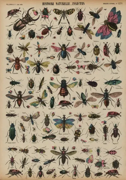 Insect Id Chart