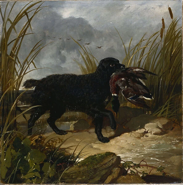 An Irish Water Spaniel Retrieving a Mallard Drake, 1849 (oil on canvas)