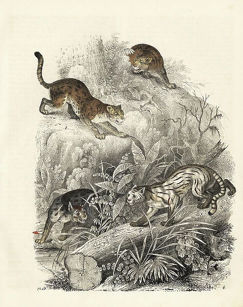 Javan leopard-cat, Felis javanensis, 1,2, colocolo, Leopardus colocolo 3 and Nepalese cat, Felis nepalensis 4. Handcoloured lithograph from Carl Hoffmann's Book of the World, Stuttgart, 1849