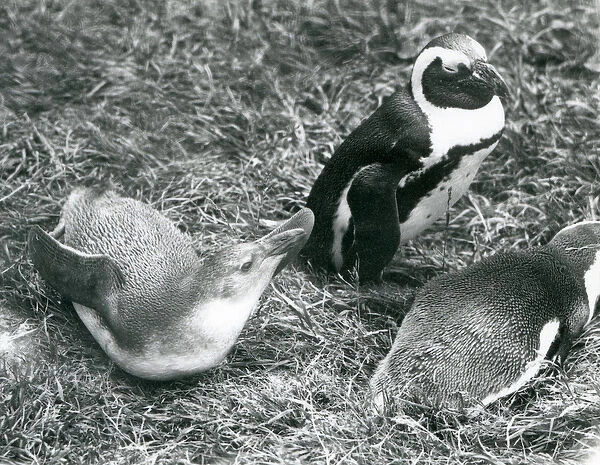 Two juvenile and one adult Black-footed  /  Jackass  /  African penguins