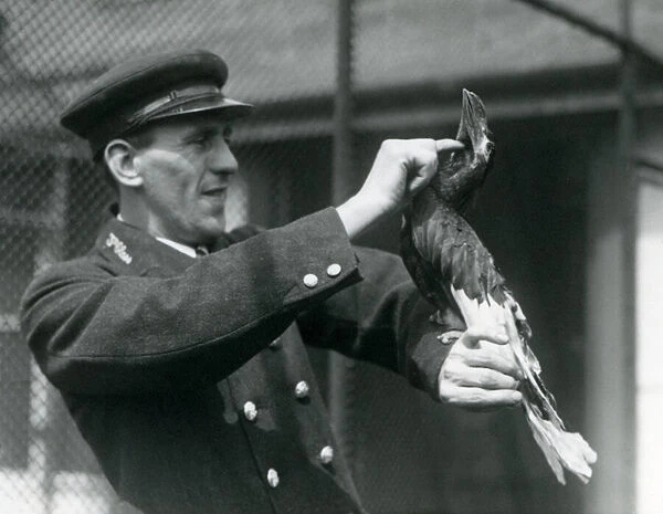Keeper, Thomas Raggett, stroking a Great Indian Hornbill under its bill at London Zoo