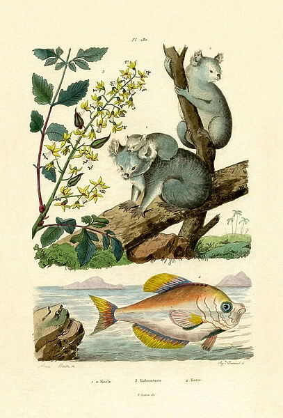 Koala, 1833-39 (coloured engraving)