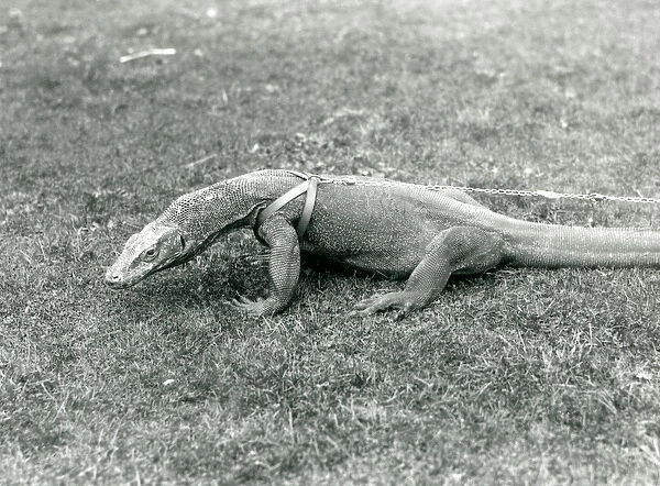 A Komodo Dragon out for a walk on a lawn, wearing a harness and leash (b  /  w photo)