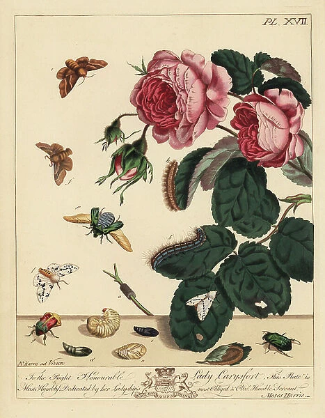 Lackey moth, Malacosoma neustria, white ermine, Spilosoma lubricepeda, and rose beetle, Cetonia aurata, on a rose bush, Rosa centifolia. Handcoloured lithograph after an illustration by Moses Harris from 'The Aurelian; a Natural History of English