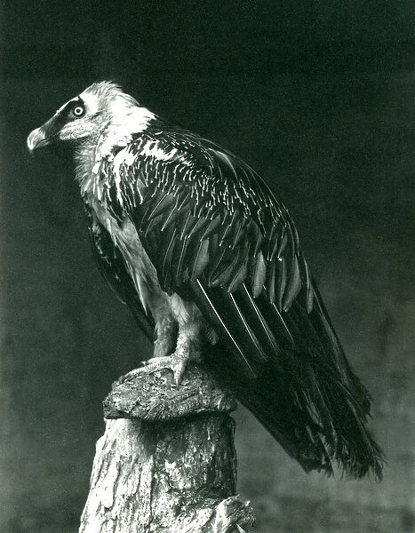 A Lammergier, or Bearded Vulture, at London Zoo June 1914 (b  /  w photo)