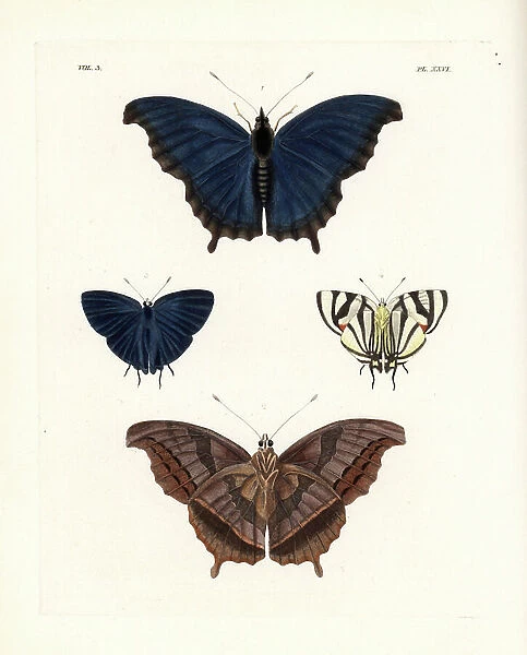 Laodice untailed charaxes, Charaxes lycurgus, upper side 1, under side 2, and phaleros hairstreak, Panthiades phaleros, male, upper side 3, under side 4. Handcoloured lithograph from John O