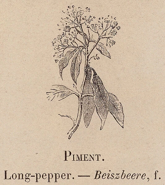 Le Vocabulaire Illustre: Piment; Long-pepper; Beiszbeere (engraving)