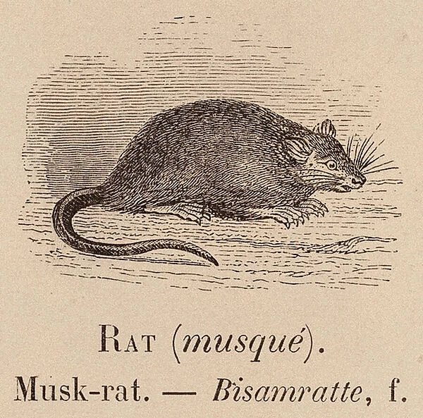 Le Vocabulaire Illustre: Rat (musque); Musk-rat; Bisamratte (engraving)
