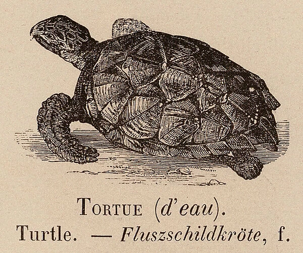 Le Vocabulaire Illustre: Tortue (d eau); Turtle; Fluszschildkrote (engraving)