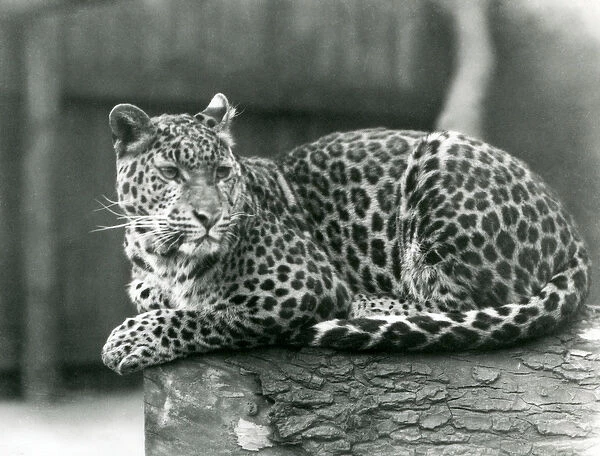A Leopard resting on a log at London Zoo in 1929 (b  /  w photo)