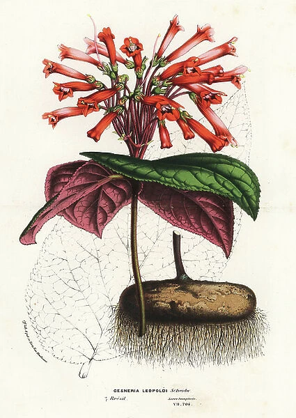 Leopold's gesneria, Gesneria leopoldii. Handcoloured lithograph from Louis van Houtte and Charles Lemaire's Flowers of the Gardens and Hothouses of Europe, Flore des Serres et des Jardins de l'Europe, Ghent, Belgium, 1851