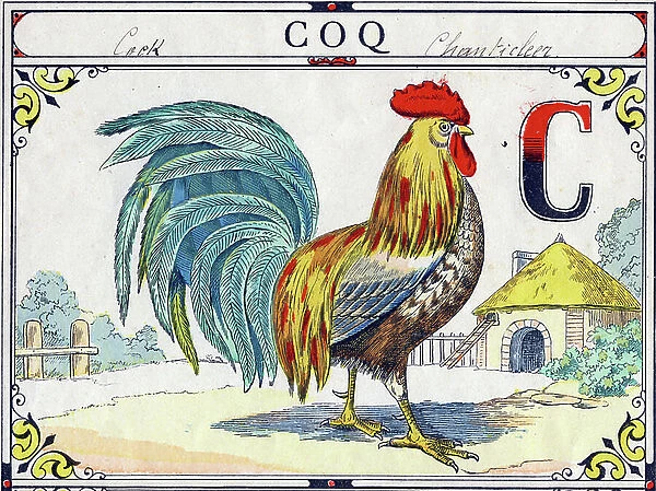 Letter C: coq. Engraving in 'Great Bird Alphabet'