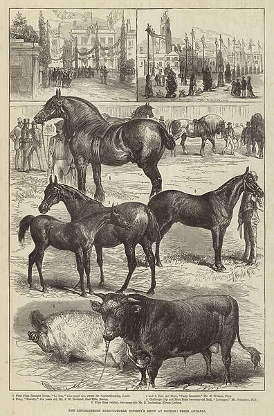 The Lincolnshire Agricultural Societys Show at Boston, Prize Animals (engraving)