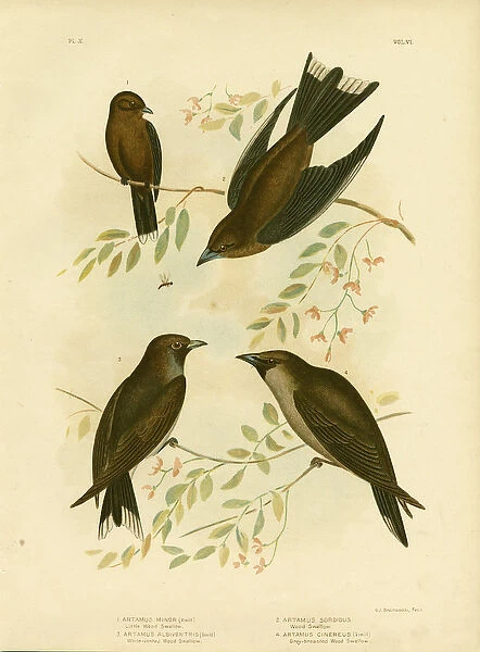 Little Wood Swallow, 1891 (colour litho)