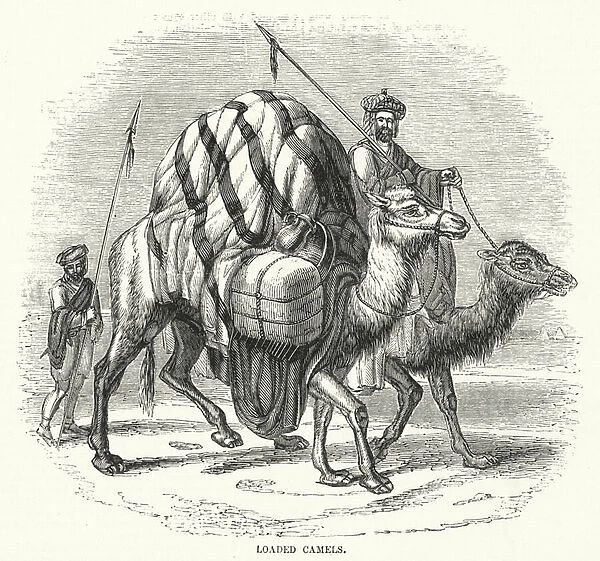 Loaded Camels (engraving)