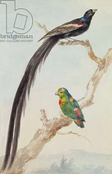 A Long-tailed Widowbird and a blue-crowned hanging parrot, 1783 (chalk