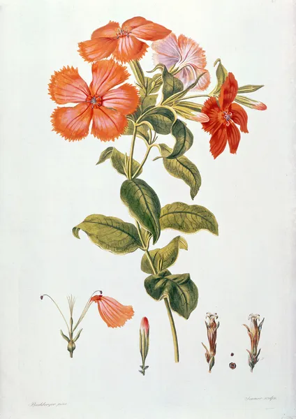 Lychnis coronaria, from Thesaurus Botanicus, 1819