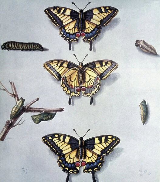 Macaon METAMORFOSI (Papilio Machaon), 18th century (engraving)