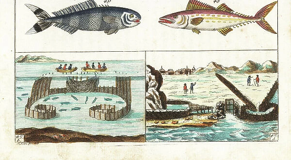 Mackerel fishing methods: fortified canals for trapping fish and fishing boats encircling the fish bank - Atlantic thazard - Pilot fish - Mackerel fishing methods: walled channels and grate to catch spawning mackerel with the tide 47a