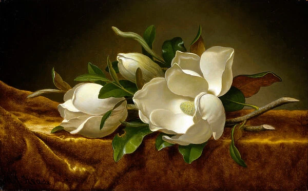'Magnolias sur tissu de velours dore'