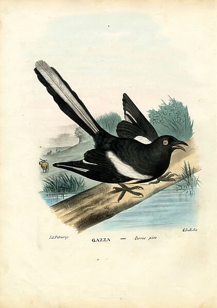 Magpie, 1863-79 (colour litho)