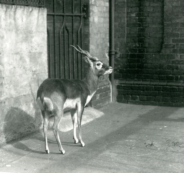 A male Blackbuck standing in its enclosure at London Zoo in June 1925 (b  /  w photo)