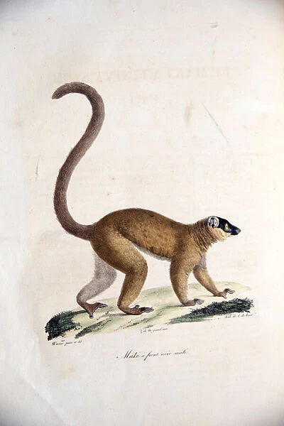 Male collared brown lemur, from Histoire Naturelle des Mammiferes