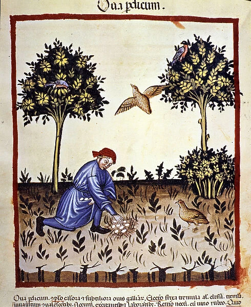 A man picks eggs from a partridges nest. Illumination from the milking of medicine