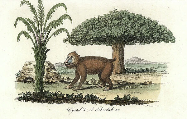 Mandrill, Mandrillus sphinx (vulnerable), under a baobab tree. Handcoloured copperplate engraving by Antonio Sasso from Giulio Ferrario's Ancient and Modern Costumes of all the Peoples of the World, 1843