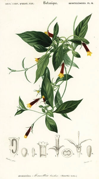 Manettia luteorubra. 1849 (engraving)