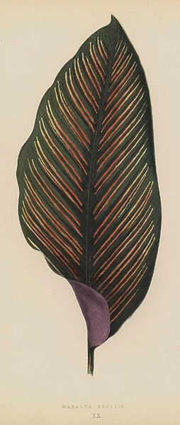 Maranta Regalis (chromolitho)