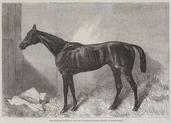 The Marquis, Winner of the Two Thousand Guineas Stakes at Newmarket (engraving)