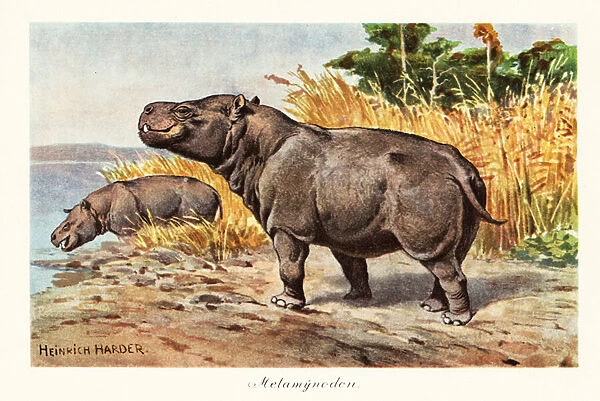 Metamynodon, extinct genus of amynodont rhino. 1908 (Print)