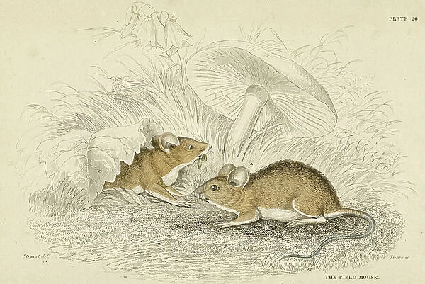 Two mice. 19th century (engraving)