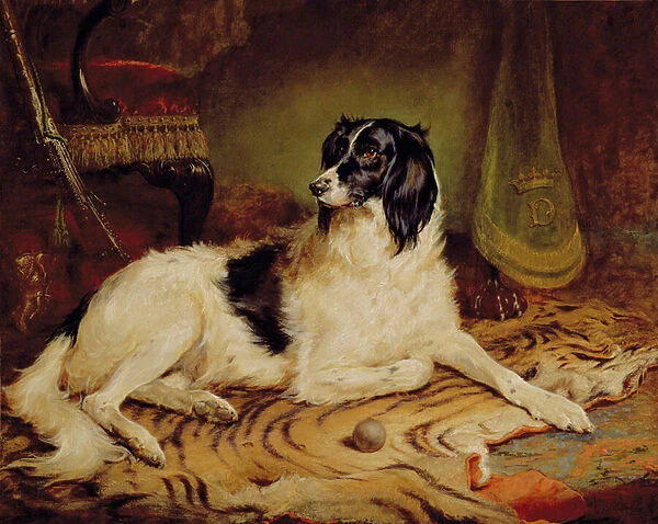 Minna, a favourite dog of James, Marquess of Dalhousie, 1857 (oil on canvas)