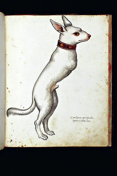 Monstrous creature: dog without paws anterieure. Illustrated chart of a manuscript of Natural History by Ulisse Aldrovandi (1522-1605), Ulisse Aldrovandi fonds, University Library of Bologna, ed. 1603