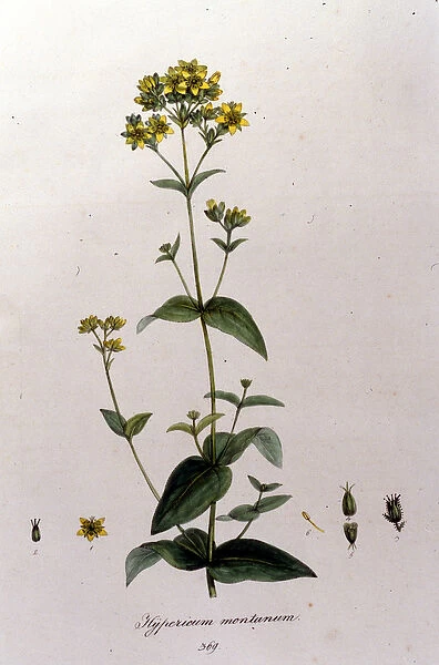 The mountain hypericum or a thousand-wort (St. Johns wort) from F