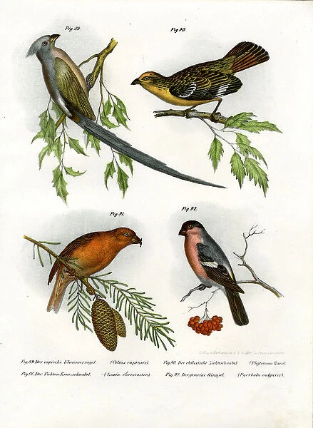 Mousebird, 1864 (colour litho)