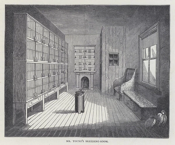 Mr Youngs Breeding-Room (colour litho)