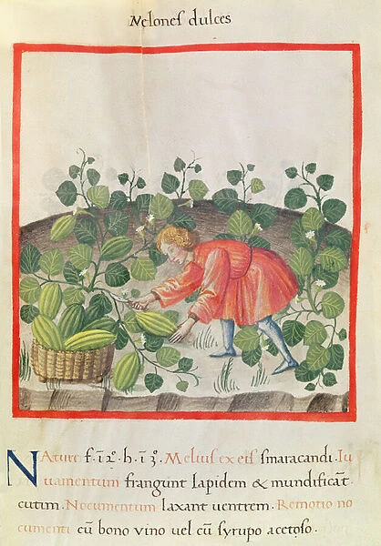 Ms 3054 f. 18 Gathering watermelons, from Tacuinum Sanitatis (vellum)