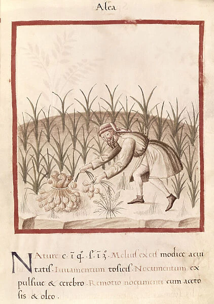 Ms 3054 fol. 23 Harvesting Garlic, from Tacuinum Sanitatis (vellum)