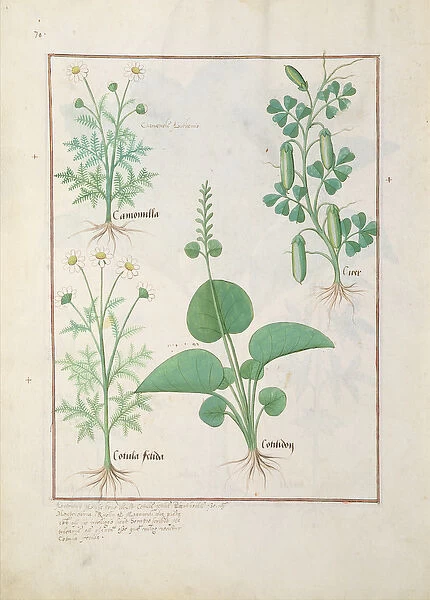 Ms Fr. Fv VI #1 fol. 146v Chamomile (top left) and Cucumber (right) Illustration