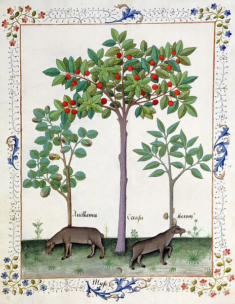 Ms Fr. Fv VI #1 fol. 162r Hazelnut Bush (left) and Cherry tree (centre), Illustration