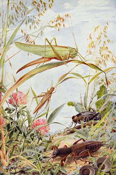 Musical Insects, illustration from Stories of Insect Life by William J. Claxton, 1912 (colour litho)