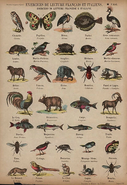 Names of animals in French and Italian (coloured engraving) #22328212
