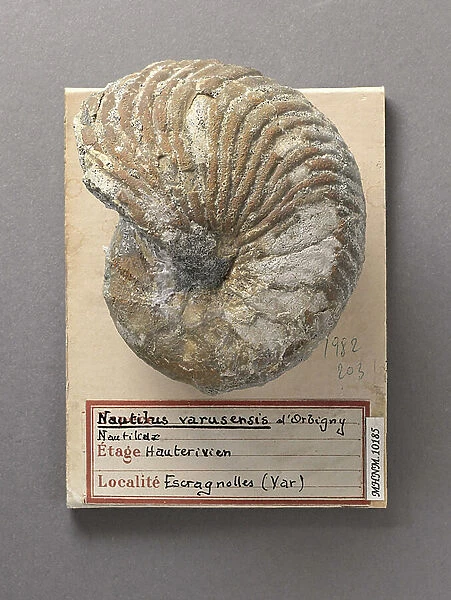 Nautilus varusensis (Cephalopode), Natural History Museum of Marseille