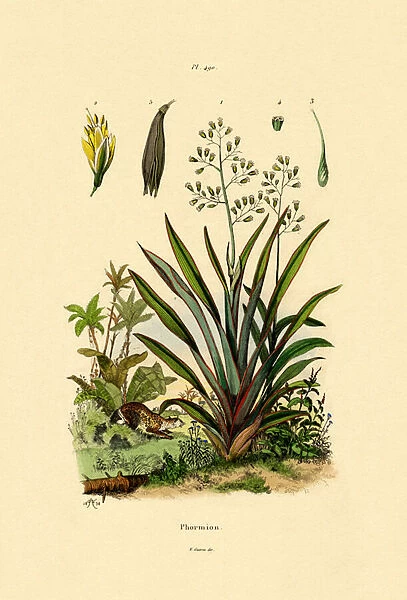 New Zealand Flax, 1833-39 (coloured engraving)