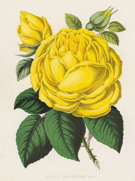 Noisette Rose, Marechal Niel (colour litho)